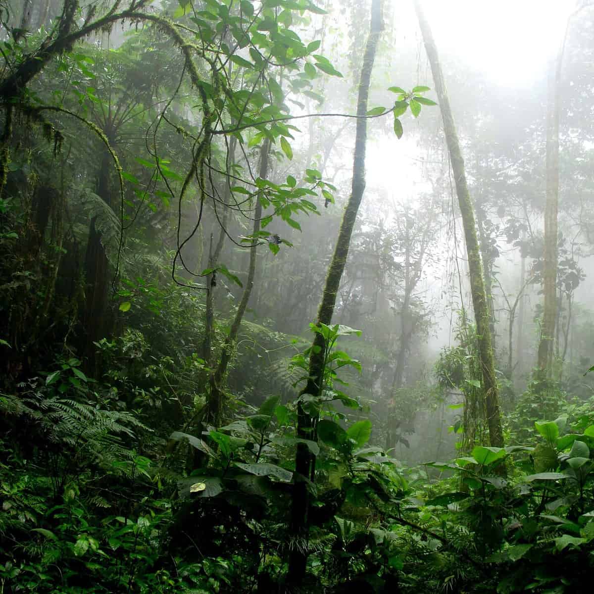 Los árboles del Amazonas están amenazados por el cambio climático