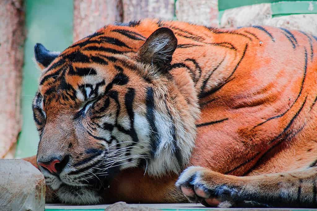 Nacen tres tigres de Bengala en el zoológico de Ciudad Aldama en Chihuahua