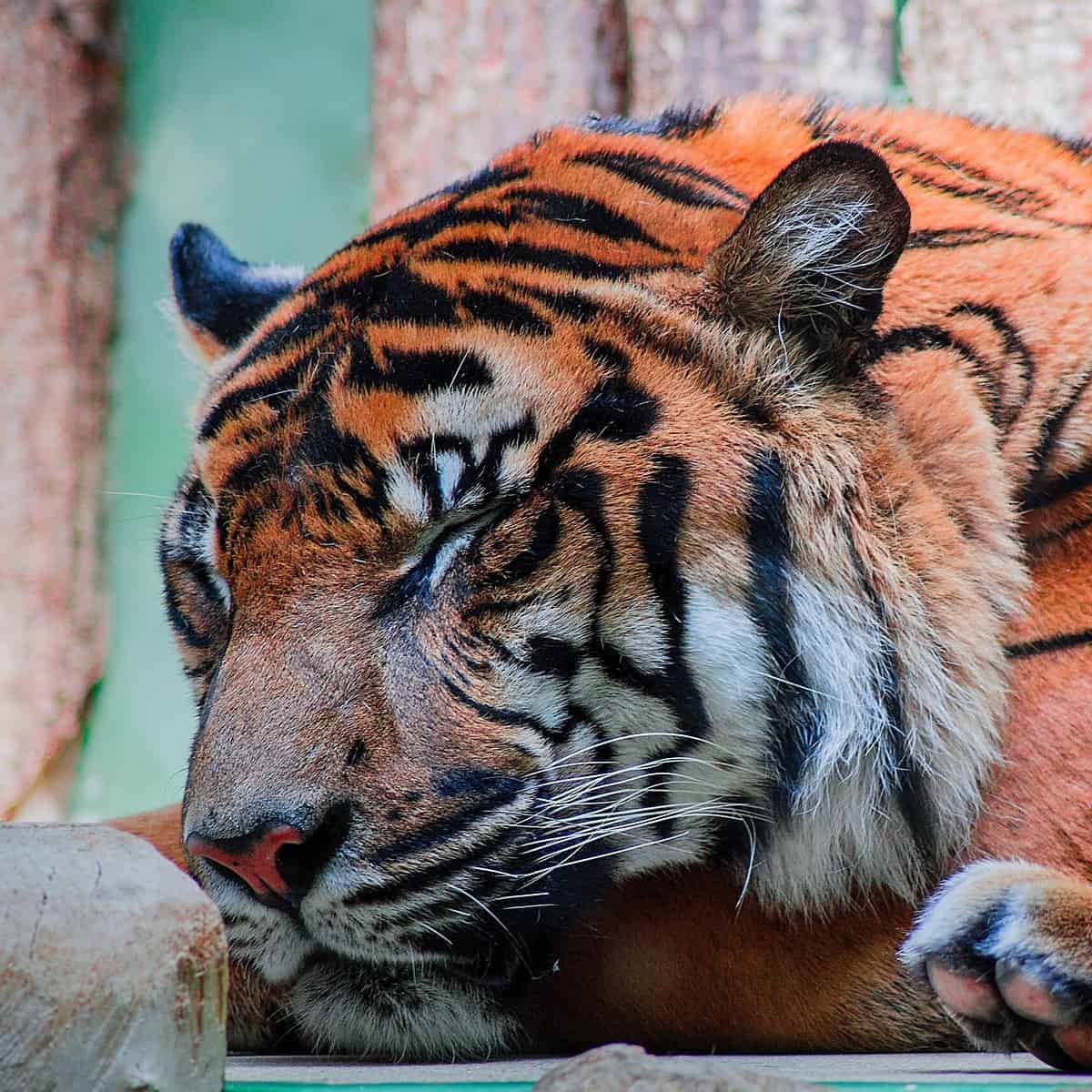 Nacen tres tigres de Bengala en el zoológico de Ciudad Aldama en Chihuahua