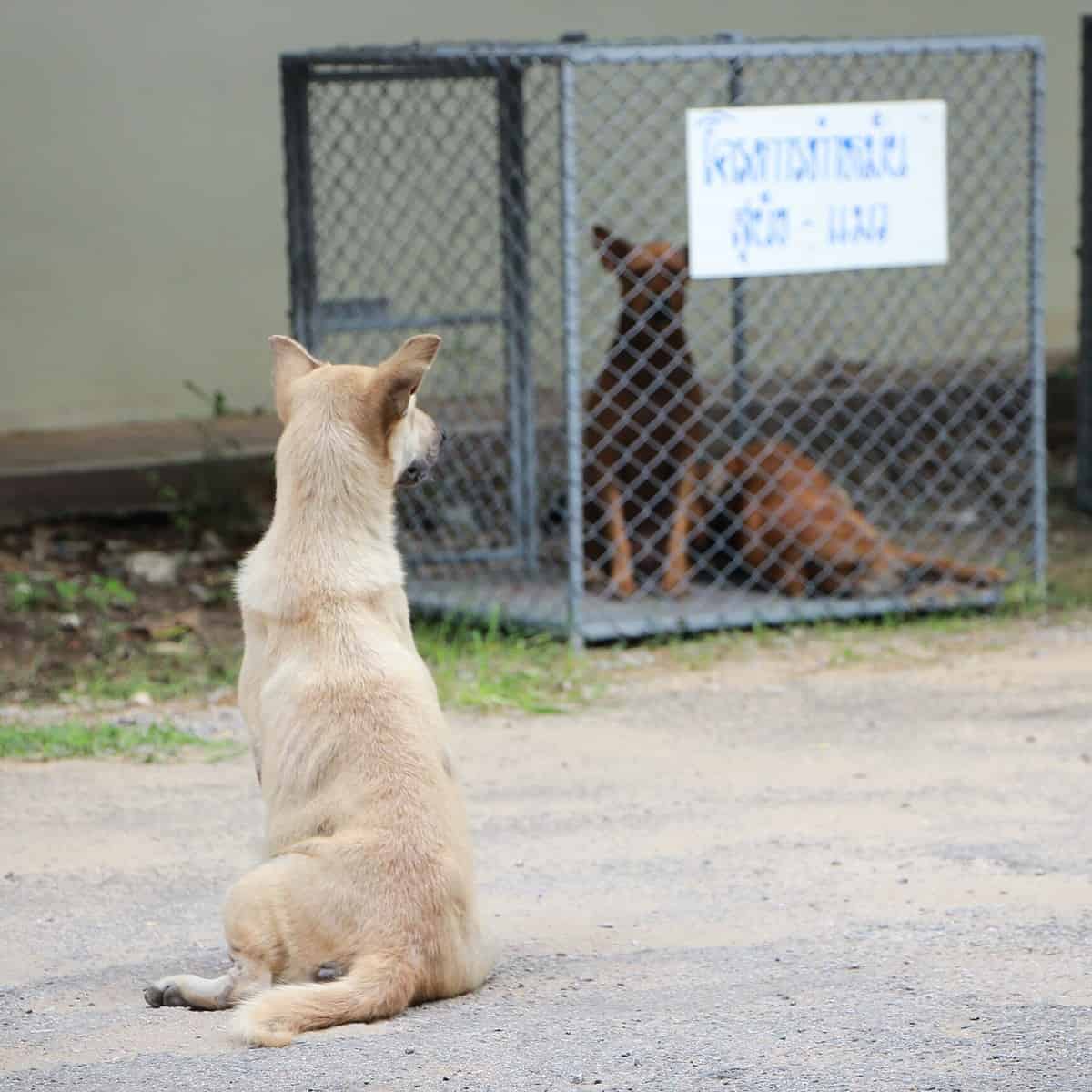 8 animales muertos en NL por donación de comida envenenada