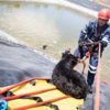 Rescatan a seis perritos de morir ahogados en Querétaro