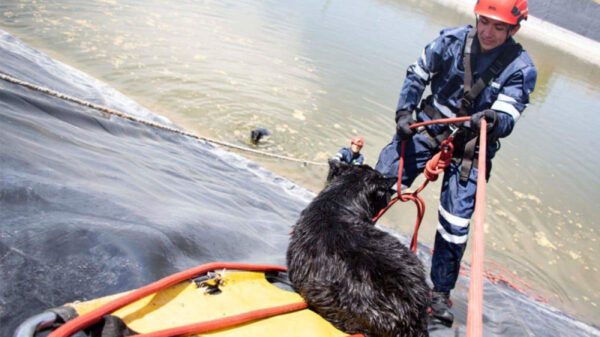 Rescatan a seis perritos de morir ahogados en Querétaro