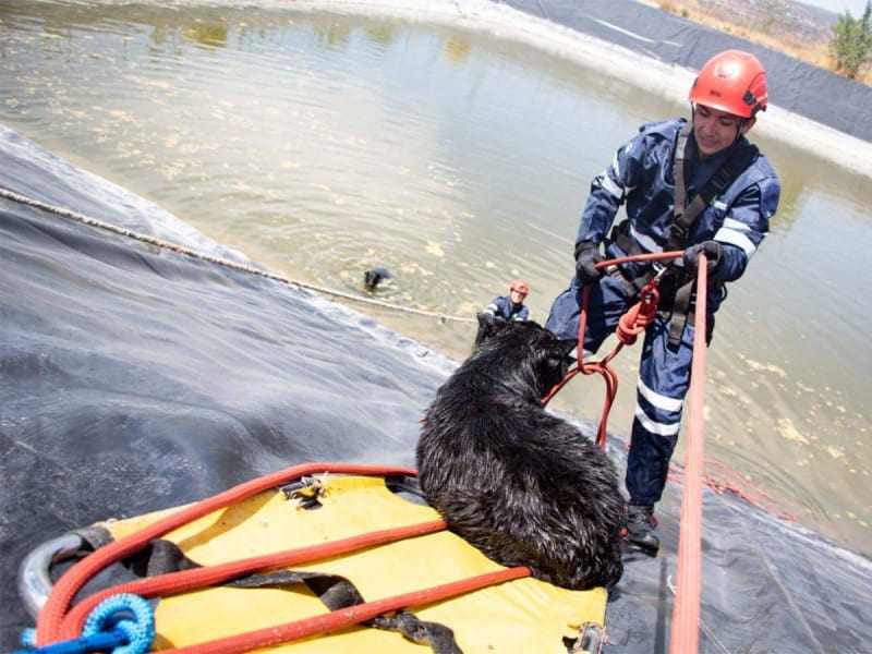 Rescatan a seis perritos de morir ahogados en Querétaro
