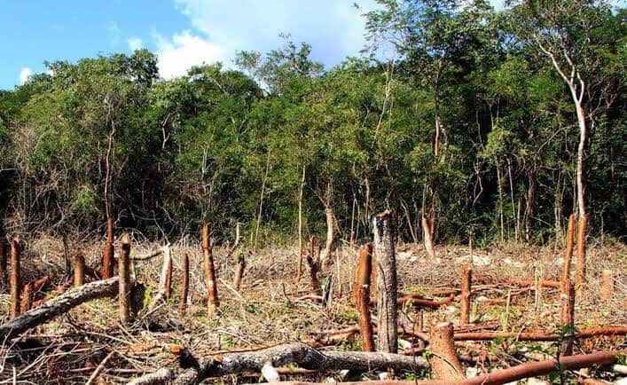 México puede tener un rol activo para atender crisis planetaria