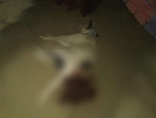 En Temamatla siguen sin hacer justicia al perro que murió a machetazos a manos de su agresor