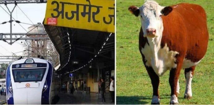 Vaca cae del cielo tras ser atropellada por un tren