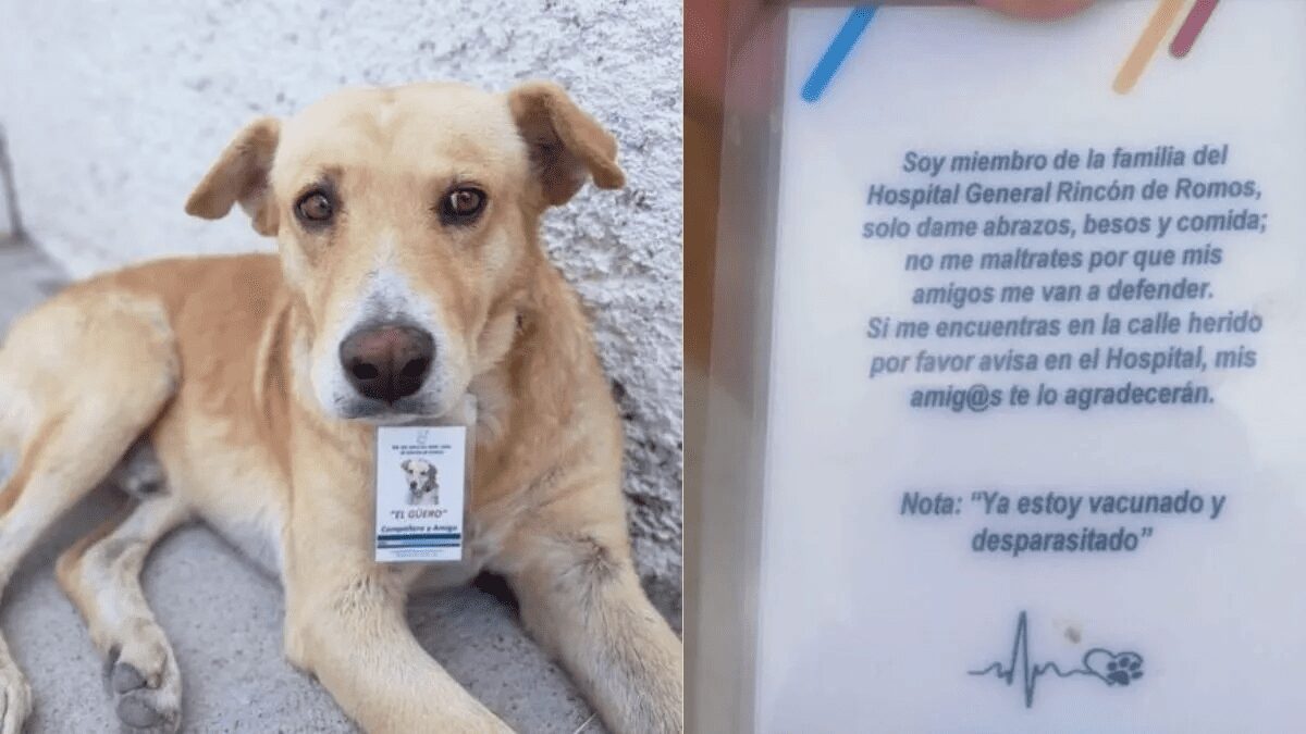 Perro se queda esperando a su dueño que murió en el hospital