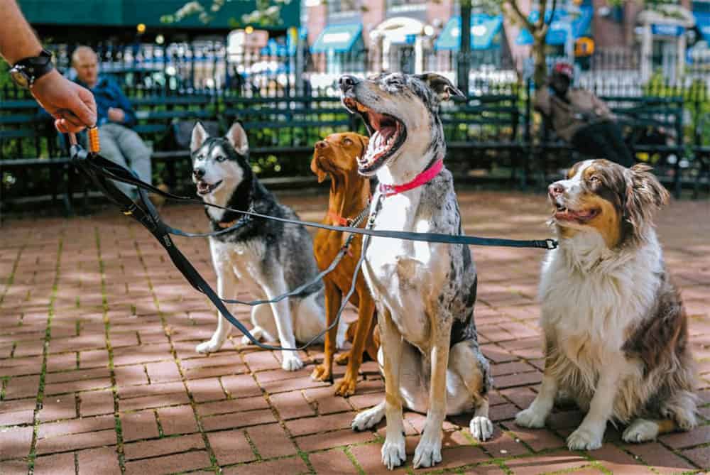 ¡Atención! Cuida a tus lomitos, ‘supuesto’ cuidador en Querétaro no los regresa
