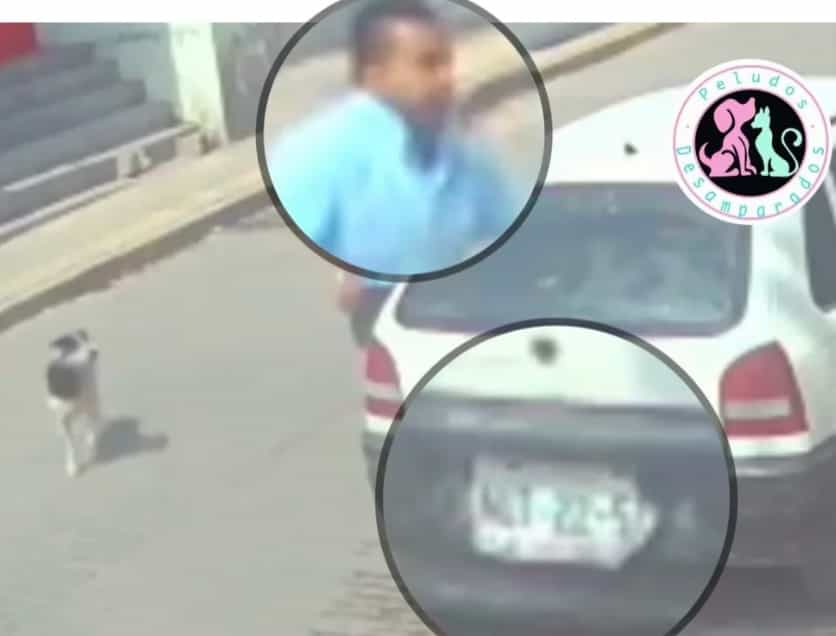 Sujeto desalmado arroja a perrito a un cazo con aceite hirviendo