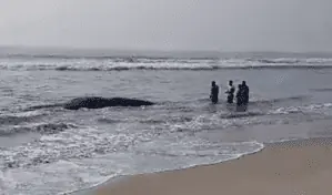 Ballena queda varada en Playa de Chipehua