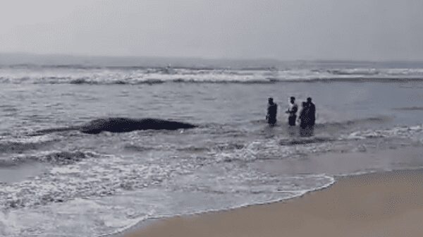 Ballena queda varada en Playa de Chipehua