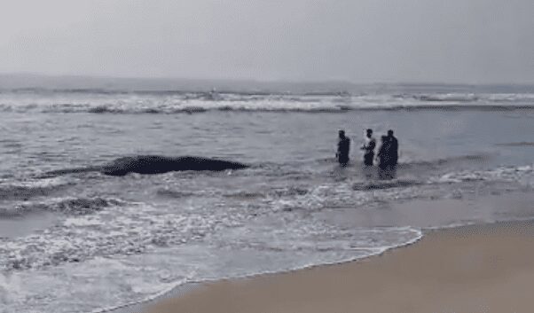Ballena queda varada en Playa de Chipehua