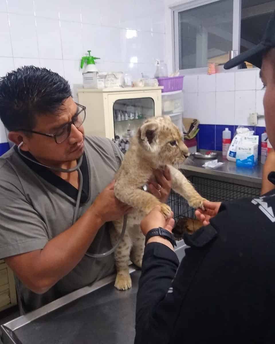 En CDMX tres sujetos son detenidos con una cría de león