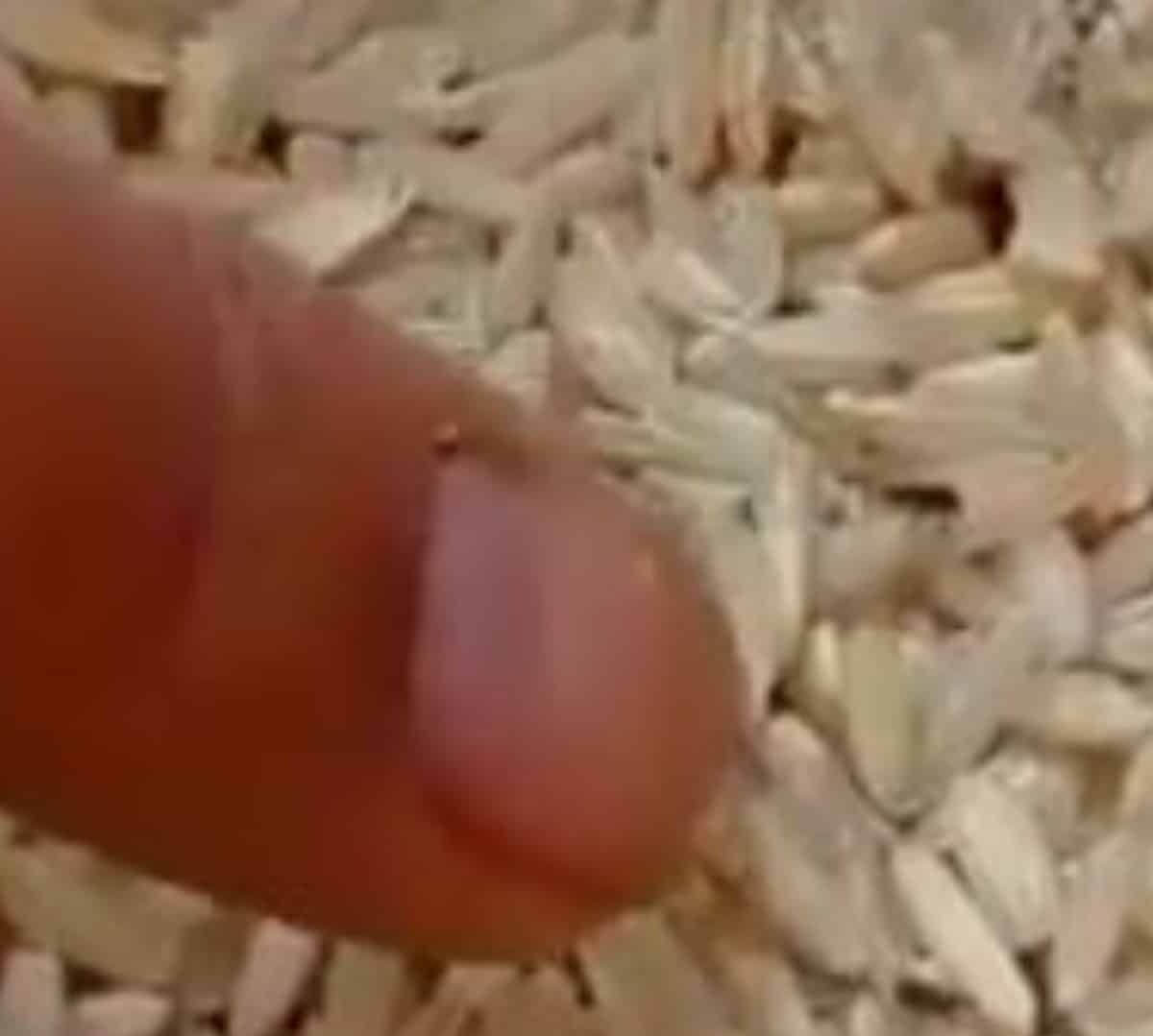 Claudia Sheinbaum entrega arroz infestado de gorgojos en despensas a escolares