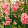La 54 Muestra de la Rosa llega a los Viveros de Coyoacán