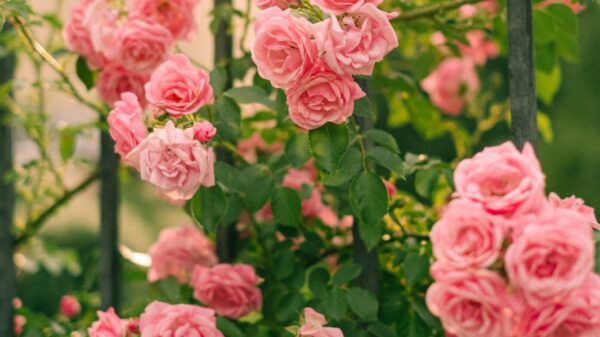 La 54 Muestra de la Rosa llega a los Viveros de Coyoacán