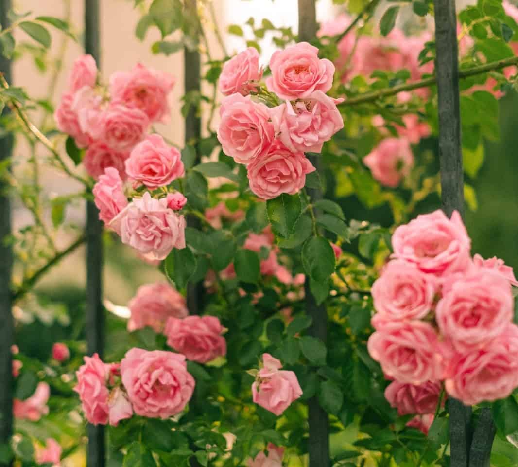 La 54 Muestra de la Rosa llega a los Viveros de Coyoacán
