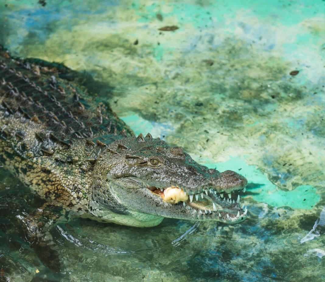 En Camboya, un granjero de cocodrilos es devorado por sus reptiles