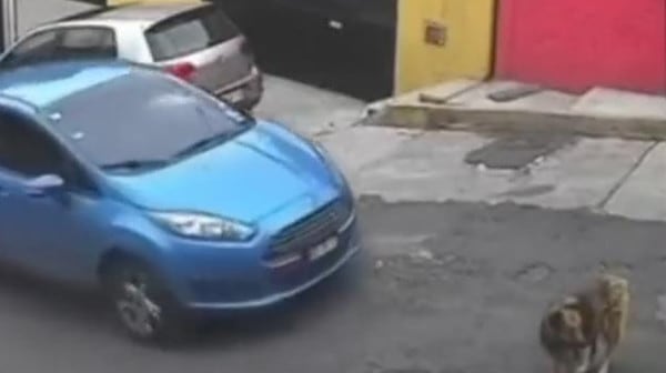 En Atizapán, conductor atropella y mata a perrita