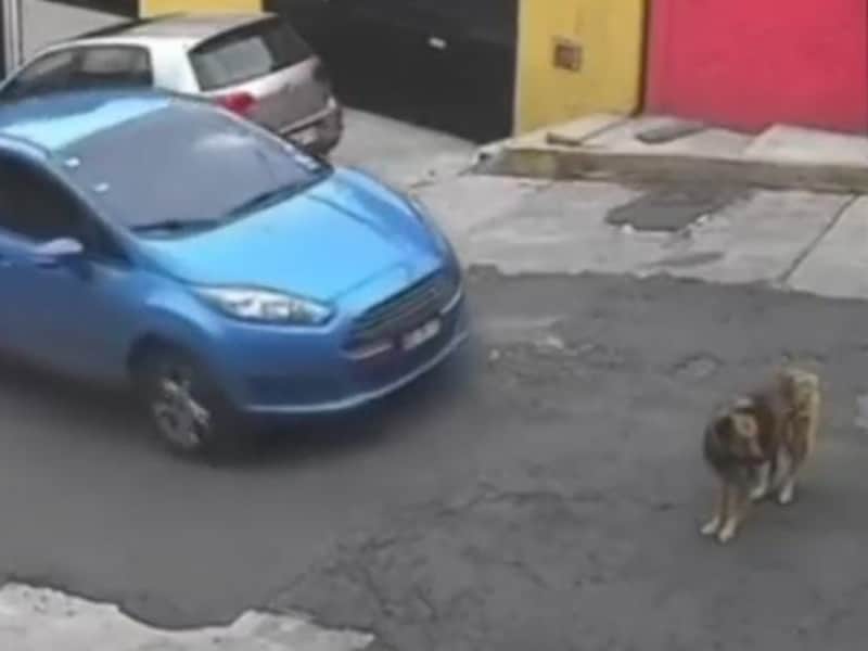 En Atizapán, conductor atropella y mata a perrita
