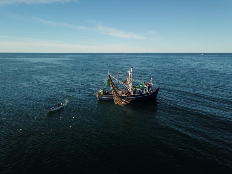 Por el comercio ilegal del pez Totoaba, EU emite una certificación negativa contra México