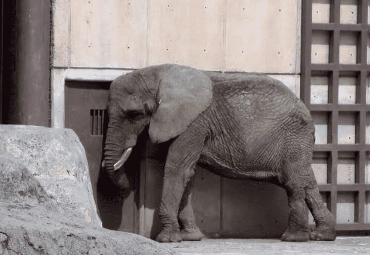 Gipsy, será la nueva elefanta compañera de Ely