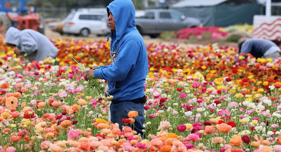 Florida se queda sin trabajadores por ley antimigrante
