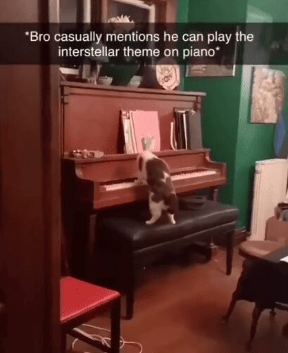 ¡Ver para creer!, Gato toca el tema de “Interestelar” en el piano