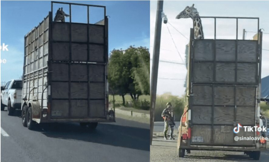 Jirafa es captada viajando en camioneta en carretera de Sonora
