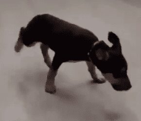 Viral: Tierno perrito bailando cumbia