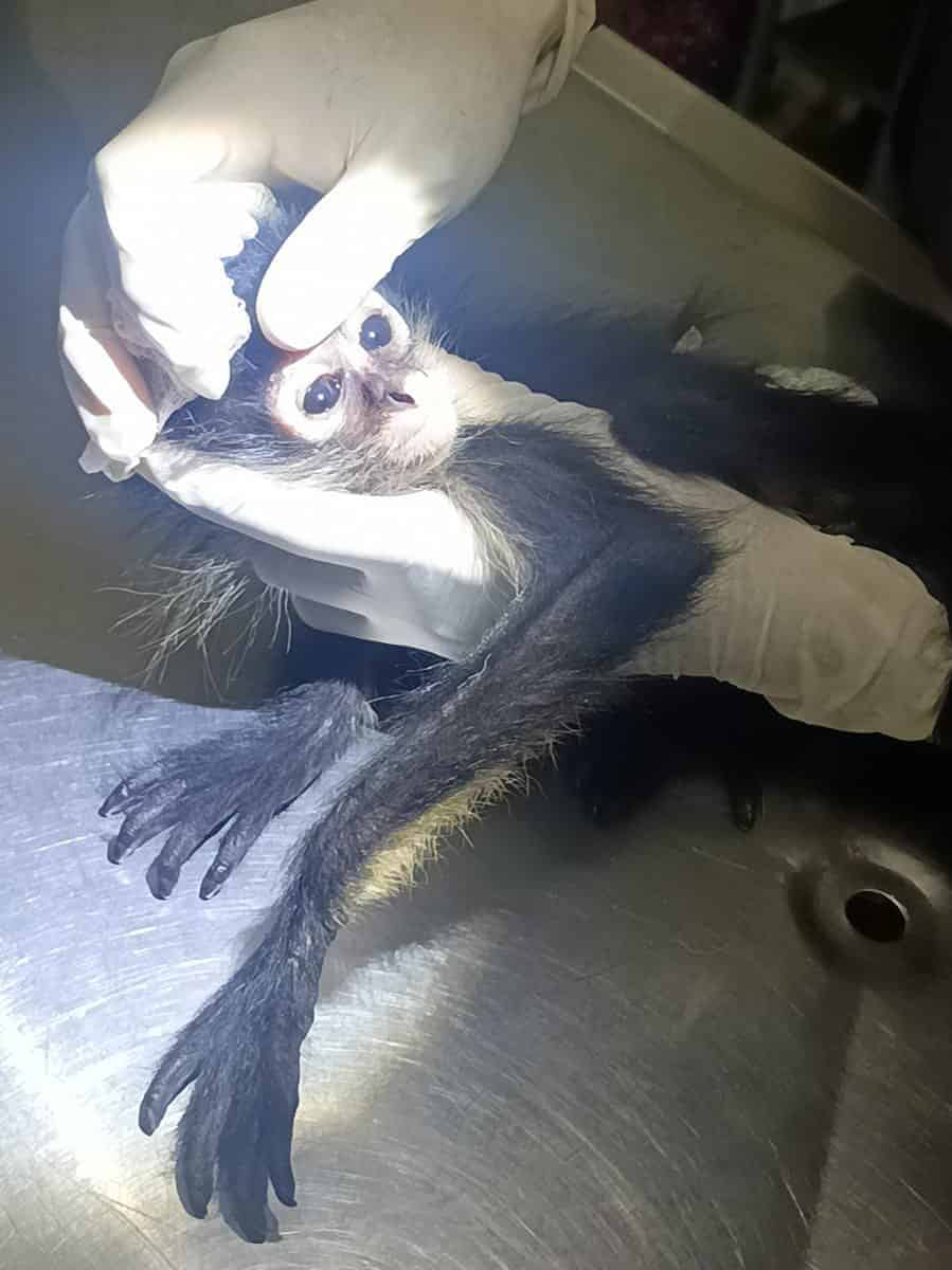 En CDMX, monitos rescatados presentan problemas en la piel