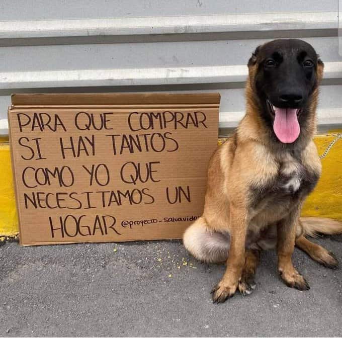 México tiene más de 20 millones de perros callejeros; con la celebración del Día Internacional del Can sin raza se espera fomentar la adopción