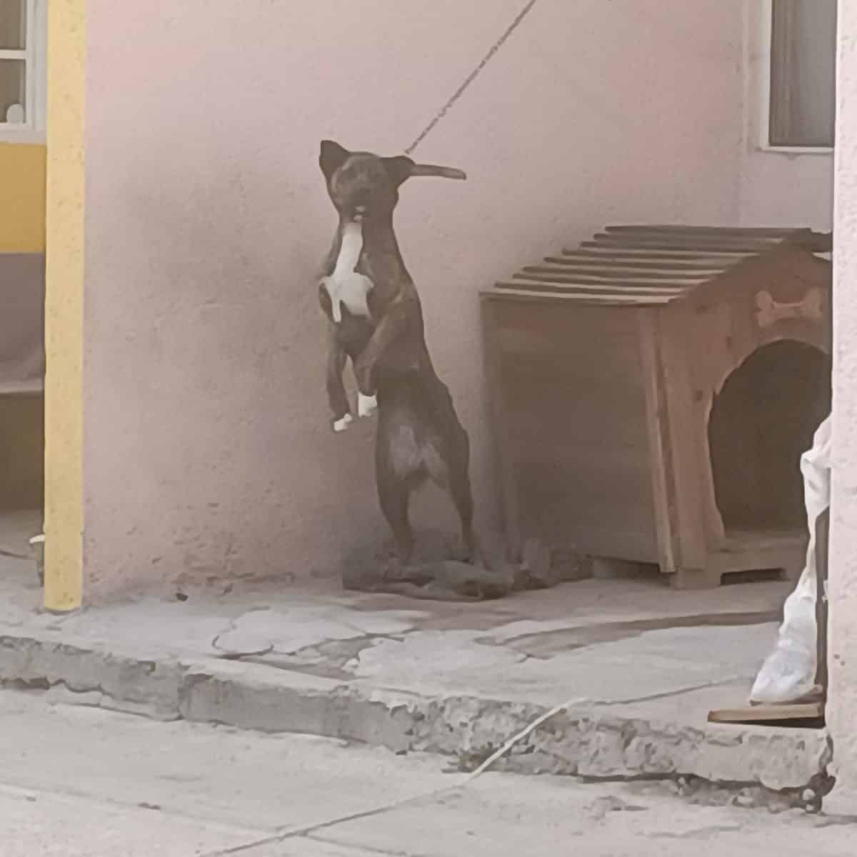 Denuncian maltrato contra perrita en Toluca