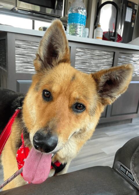 Tras la muerte de su amo, una perrita pasó meses en la calle junto a un peluche; ahora es rescatada