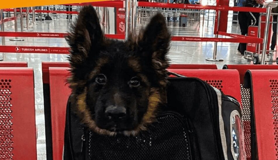 Llega a México el cachorrito donado por Turquía