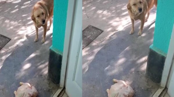 Perrito roba pollo para llevárselo a su dueña