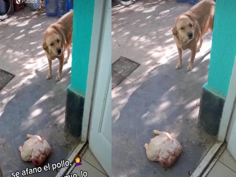 Perrito roba pollo para llevárselo a su dueña