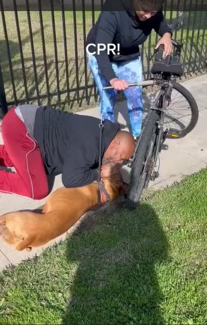 Perro a punto de morir por paro cardiorrespiratorio es salvado por un hombre que lo auxilia