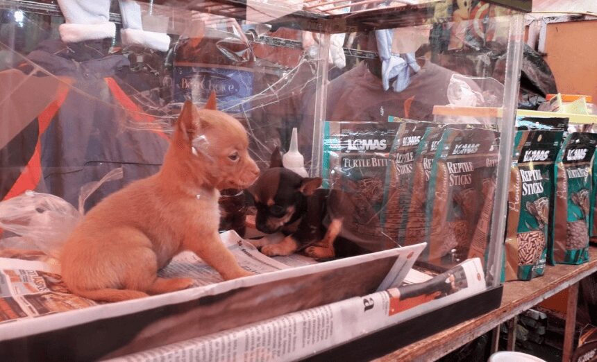 A partir del 1 de mayo está prohibida la venta de gatos y perros en Nuevo León