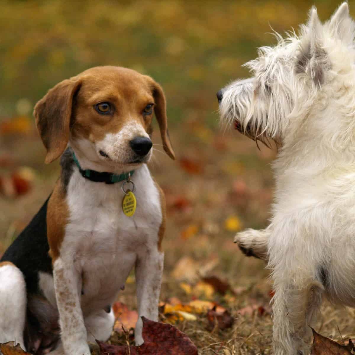 ¿Ya conoces el RUAC? Es el CURP para mascotas y aquí te contamos cómo obtenerlo