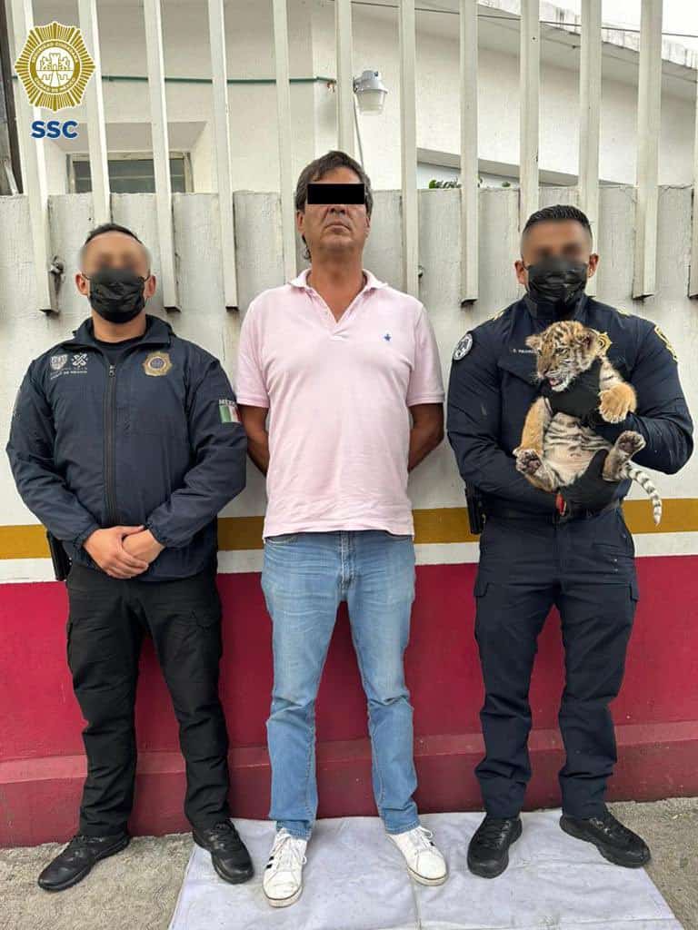 Detienen a un traficante de tigres en la CDMX
