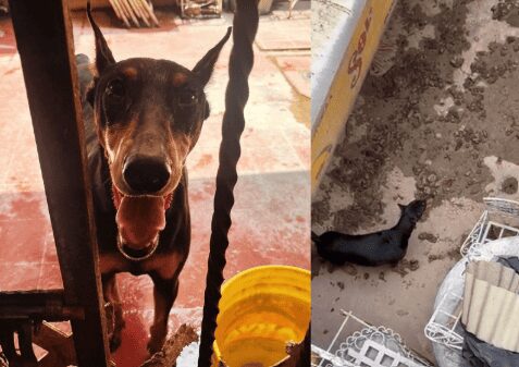 Rescatan a perro que vivía entre sus heces y nunca lo sacaban a pasear