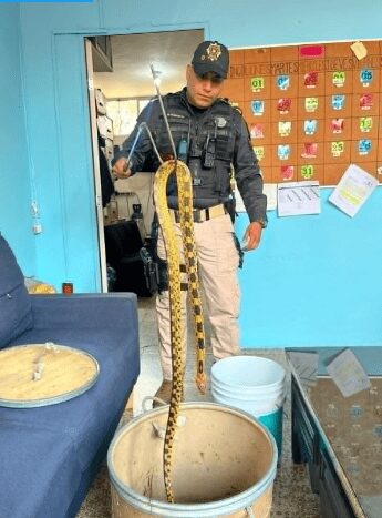 ¡Serpientes cada vez más cerca!, encuentran a una dentro de una casa en Benito Juárez, CDMX