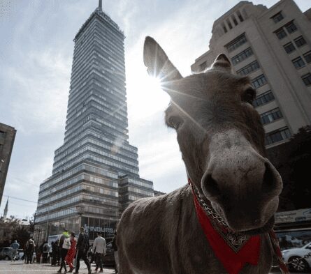 Conoce a Tribilín, el burrito que posa para las fotos en CDMX