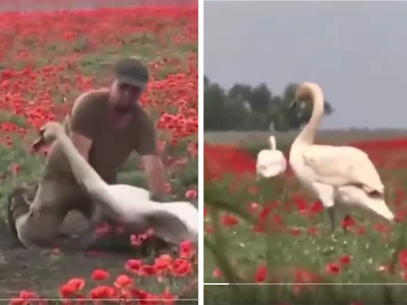 Cisnes adictos a la amapola ya no pueden volar; ciudadanos piden ayuda para reubicarlos