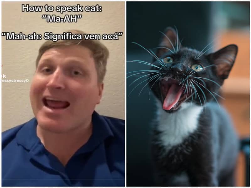 Hombre que enseña a hablar con los gatos se vuelve viral