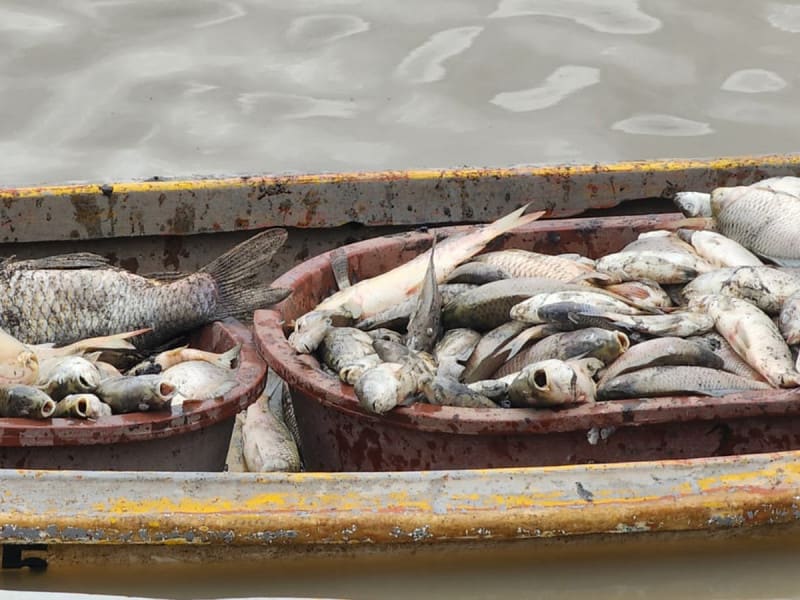 Extraen pescado contaminado de la presa Requena, en Hidalgo