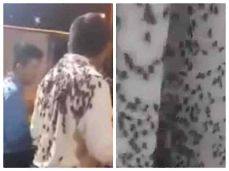 Plaga de grillos desata pánico en redes sociales