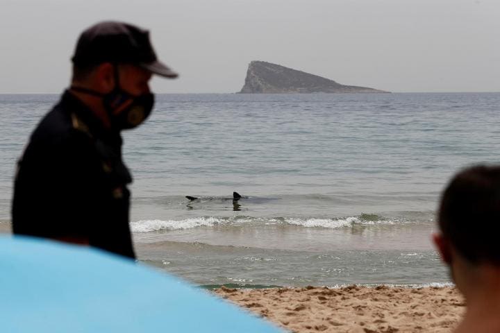 Tiburón de 2 metros crea pánico en playa de España