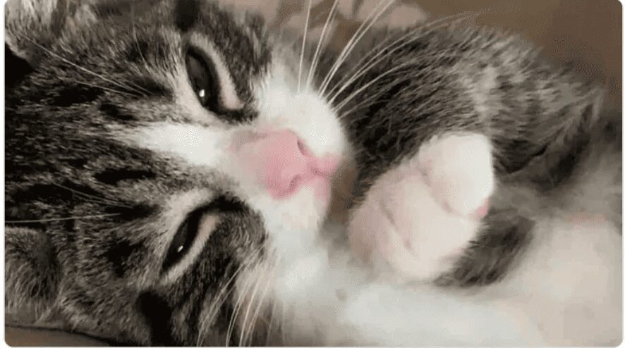 Gatita regresa a su casa con un balazo en la cabeza y sobrevive